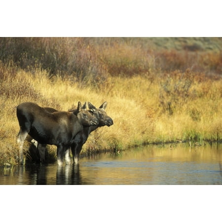 - Moose Twin Calves Standing On Stream Bank In Fall Grand Teton National Park Wyoming Stretched Canvas - Milo Burcham Design Pics (34 x 22)