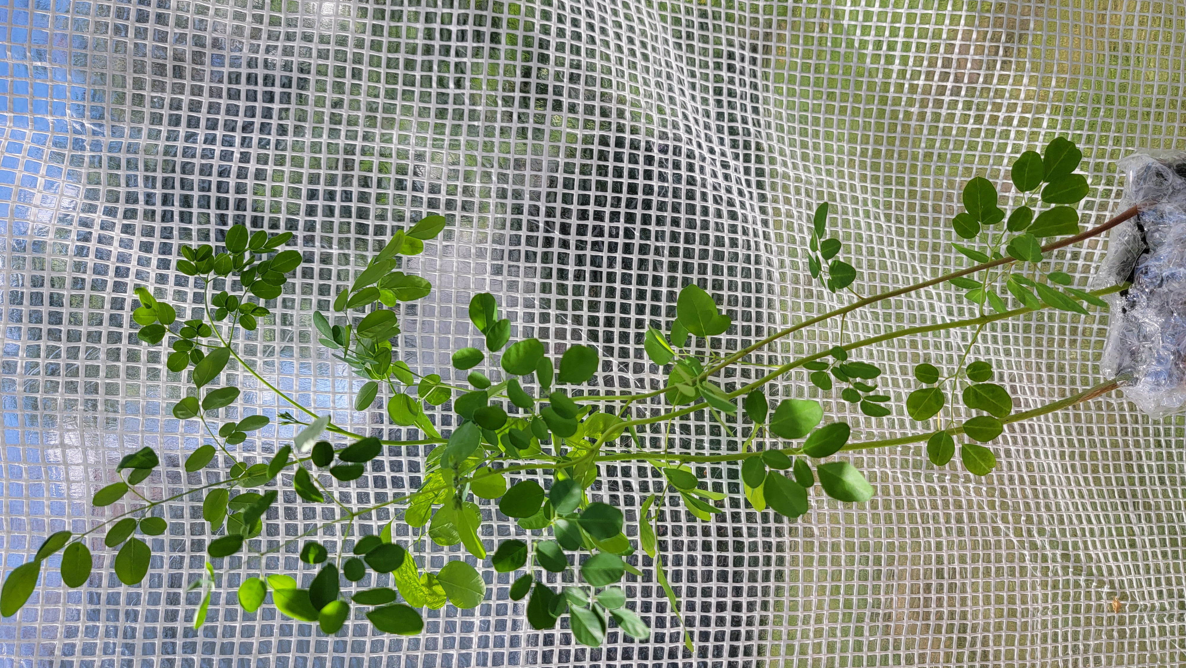 Moringa Plant 1 Live Moringa Seedling Organic Partial to Full Sun