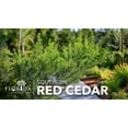 thumbnail image 3 of Southern Red Cedar Tree  30 Live Plants  Juniperus virginiana Silicicola  Fast Growing Evergreen Hardy Trees, 3 of 9
