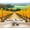 Color 4, variant on Wallpaper Tuscan Countryside Vineyard Rows Stone House Cypress Trees Peel and Stick Wall Murals 100"H x 144"W Removable PVC Wall Paper Self-Adhesive Wall Paintings Art Decor for Bedroom Living Room