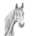 thumbnail image 2 of Warren, Annie 25x32 White Modern Wood Framed Museum Art Print Titled - Equine Portrait Sketch I, 2 of 4