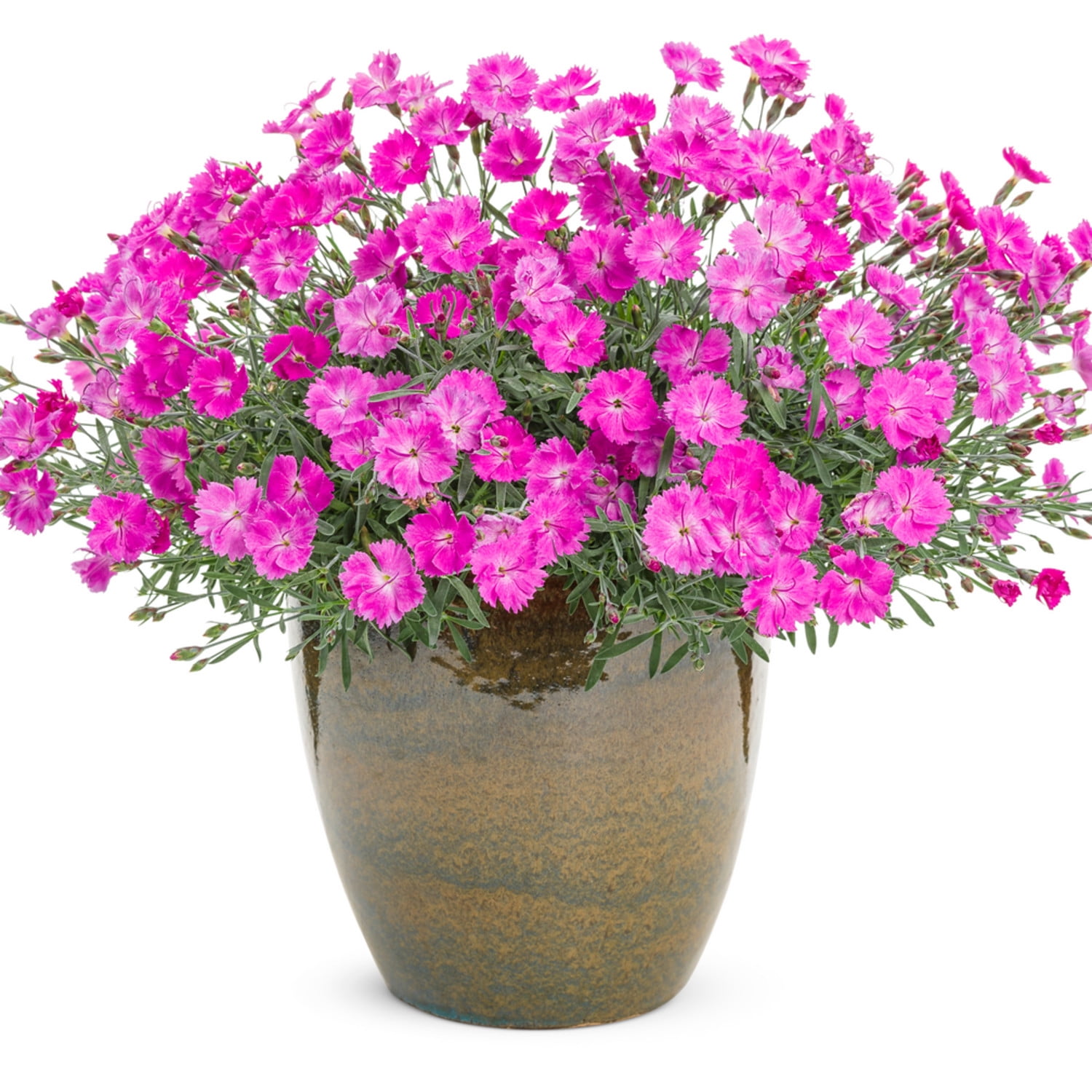 Proven Winners 6" Pink 'Paint the Town Fuchsia' Pinks Live Plant in 6.5" Pot