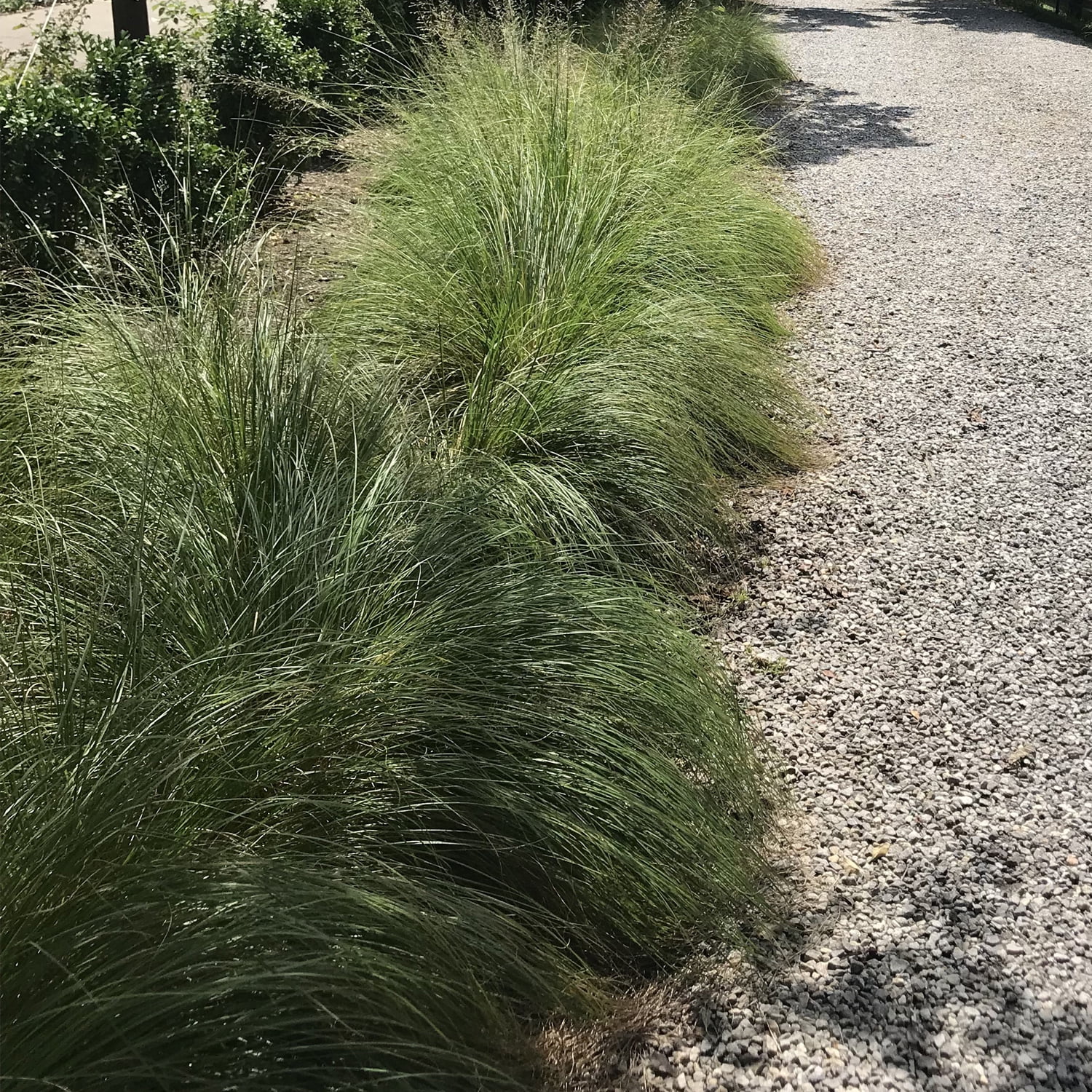 Van Zyverden Ornamental Grass Prairie Dropseed One Potted Plant Green Partial Sun Ornamental/Decorative 1 lb