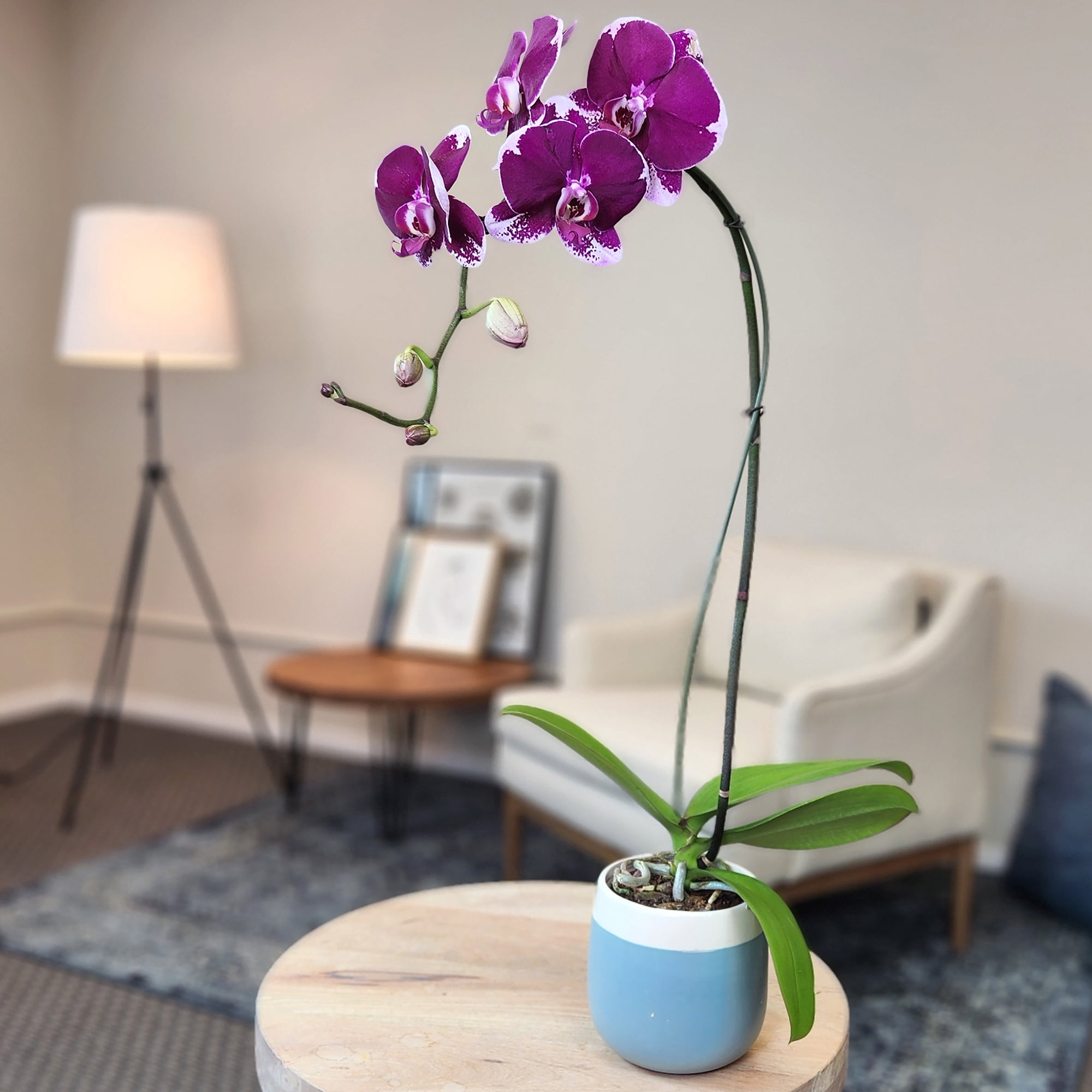 Element Large Purple Live Orchid Decor (Approx 22" Tall) in 5" Blue & White Planter