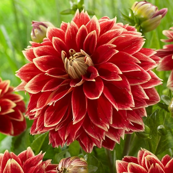 Dutch Carnival Dahlia Flower Tubers - 3 Bulbs Per Pack - Huge Blooms up to 6" Wide - Grows Well in Containers - Good as Cut Flower - Deer Resistant