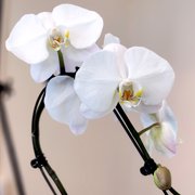 Element Large White Live Orchid Decor (Approx 22 Tall) in 5 Blue & White Planter