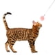 thumbnail image 2 of 2 piezas Cat Cat Stick Plush Ball Ball Bolsing Sticks Interactive Wand Toys Color aleatorio, 2 of 5
