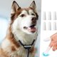 thumbnail image 5 of Juego de 6 cepillos de dientes para perros Crrynuo - Cepillo de dientes de dedo para perros y gatos - Cepillo de dientes de dedo reutilizable blanco con cuidado dental eficaz, 5 of 7