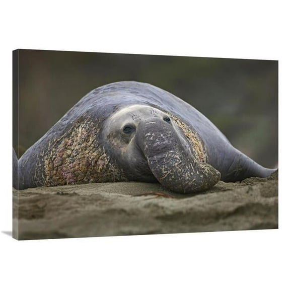 40 in. Northern Elephant Seal Bull, Showing Proboscis, California Art Print - Tim Fitzharris