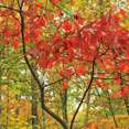 thumbnail image 6 of Sassafras Live Plant 8–10 inch Tall Dormant, Hardy Fragrant Tree with Fall Foliage Sassafras Tree, Outdoor Plant, 6 of 6