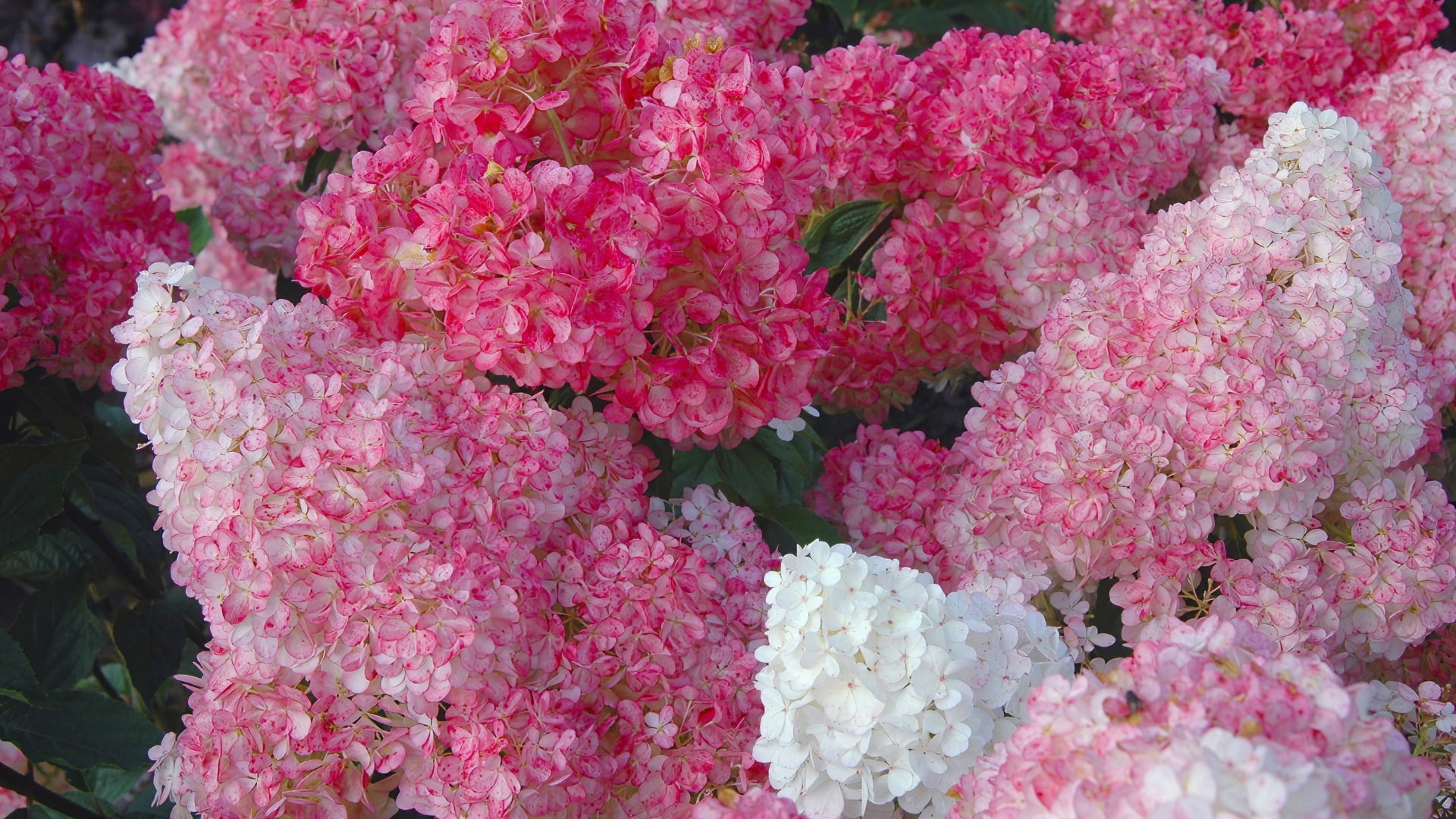National Plant Network 2 gal. Hydrangea Strawberry Sundae Shrub with White and Pink Flowers