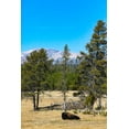 thumbnail image 2 of Sienda, Jolly 17x24 White Modern Wood Framed Museum Art Print Titled - Yellowstone National Park-Wyoming-USA Buffalo, 2 of 4