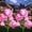 Pink, variant on 10 LED 7-Color Changing Solar Rose Flower Lights Garden Decorations Outdoor Waterproof Decorative Stake Lights for Patio Pathway Yard Lawn Decor(2 PCS Blue)