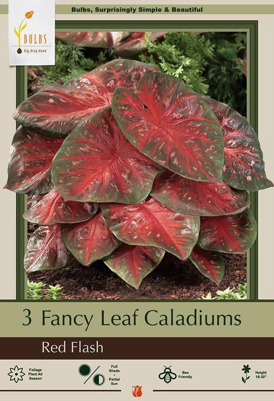 caladium flash bulbs fancy pink walmart