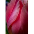 thumbnail image 2 of Jaynes Gallery 11x14 Black Ornate Wood Framed with Double Matting Museum Art Print Titled - Pennsylvania-Longwood Gardens Tulip flower close-up, 2 of 4
