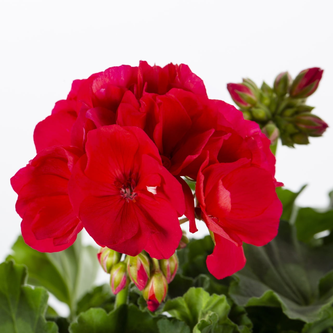Better Homes & Gardens 1.5gal Red Geranium Live Annual Plant Sun