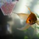 thumbnail image 4 of FOLOYORI 1Ud Alimentador Transparente Para Acuario Con De Para De Peces, 4 of 8
