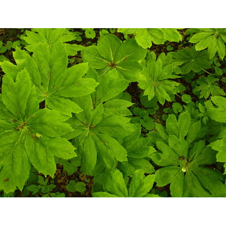Canvas Print Groundcover Texture Shady Green Shade Woods Stretched Canvas 10 x