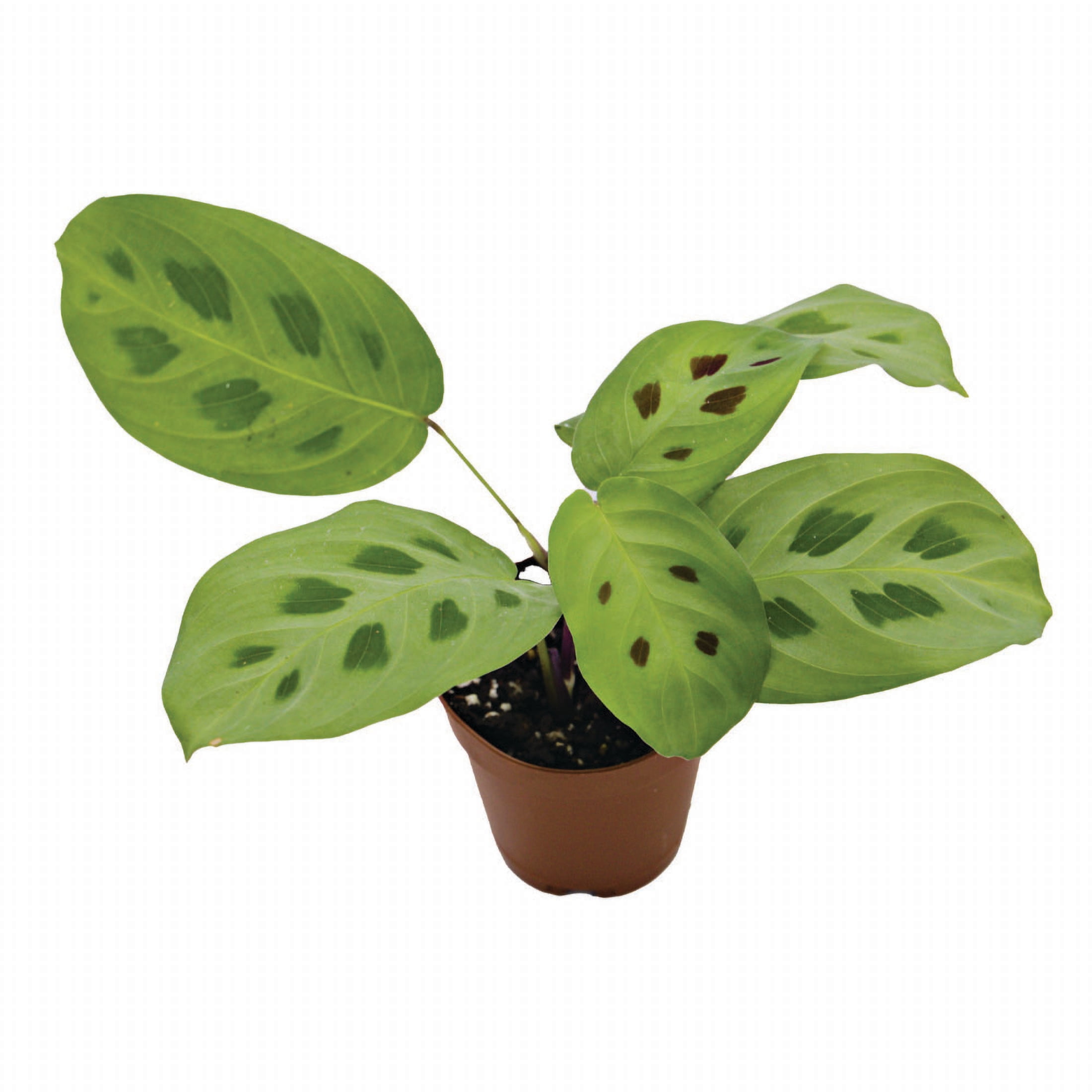 ReptiCulture Maranta Tropical 2" Pot 3 pk