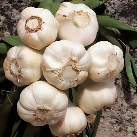 Country Creek Acres Garlic Bulb Fresh California Softneck Garlic Plant (7 Count), Non-GMO Heirloom Easy to Grow