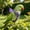 Purple#68, variant on Rwvbm Escape Proof Bird Harness and Leash, Adjustable Parrot Flying Vest, Breathable Soft Bird Walking Jacket for Cockatiels, Yellow, 78.7in Rope