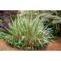 10 *Seeds Variegated NEW ZEALAND FLAX Phormium Tenax Variegatum Ornamental Grass Flower Seeds (Copy)