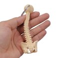thumbnail image 6 of Human Spine Model Keychain Miniature Skeleton Keyring Handmade Gift for Doctors Students and Anatomical Collectors, 6 of 9