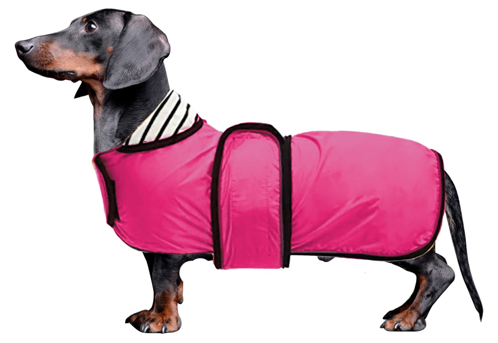 Dachshund Raincoat Waterproof Perfect For Dachshund Sausage Weiner Dog dachshund-raincoat-waterproof-perfect-for-dachshund-sausage-weiner-dog