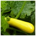 thumbnail image 2 of Everwilde Farms - 1/4 lb Golden Zucchini Summer Squash Seeds - Gold Vault Bulk Seed Packet, 2 of 3