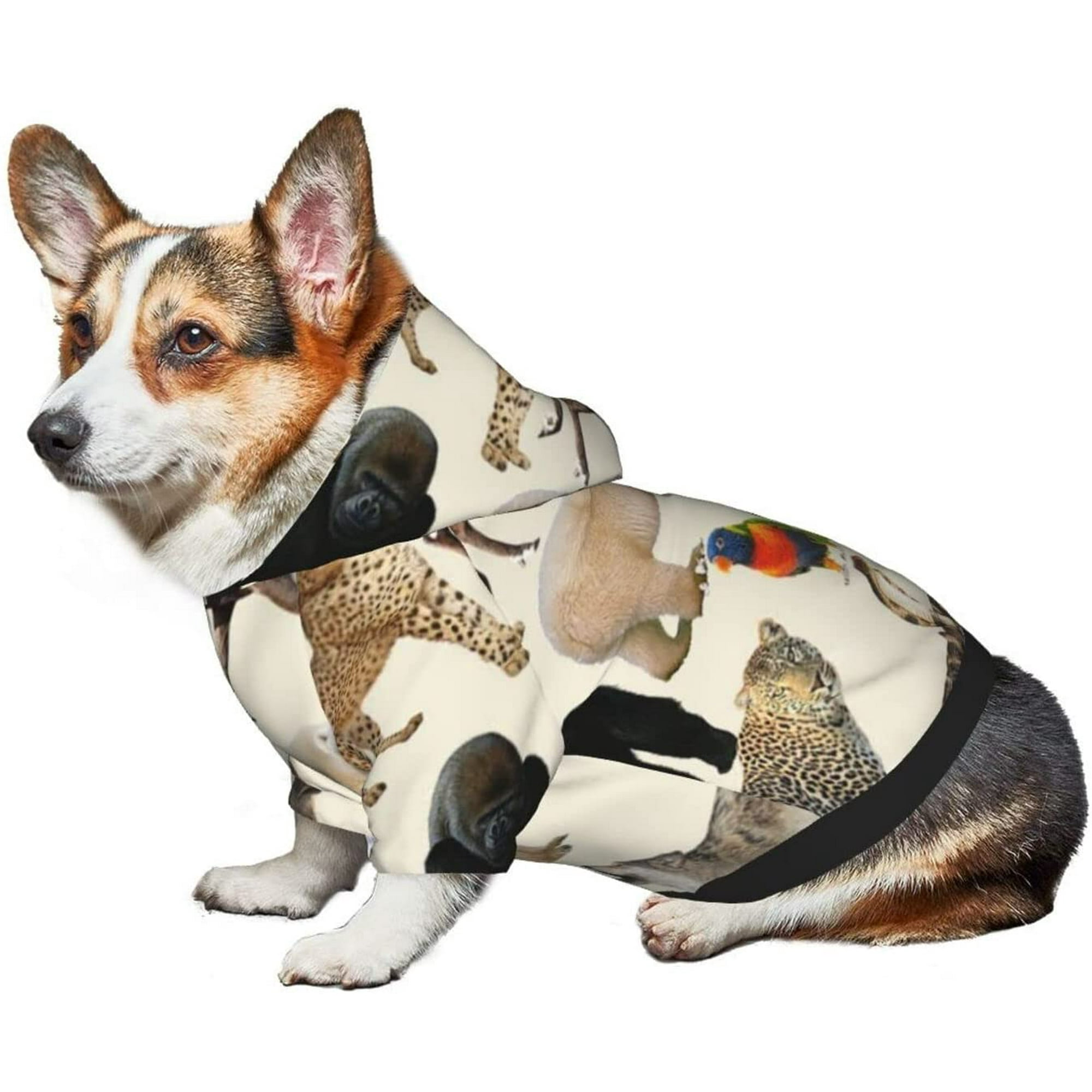What Temperature Should A Dog Wear A Coat