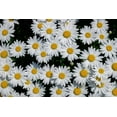 thumbnail image 2 of Engelbrecht, Lisa S. 18x13 Gold Ornate Wood Framed with Double Matting Museum Art Print Titled - Oxeye Daisy, 2 of 4