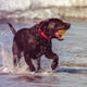 thumbnail image 4 of La bola interactiva del perro juega la bola rodante activa para los perros interiores que despiden el juguete del rompecabezas del animal doméstico de la bola, 4 of 8