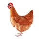 thumbnail image 5 of Muyoka Casco de pollo mascota divertido loro casco de seguridad casco protector para pollos pequeños Muyoka Hogar, 5 of 6