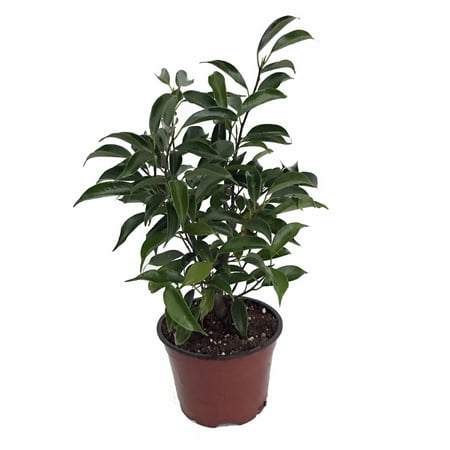 Oriental Weeping Fig Tree - Ficus - Bonsai or House Plant - 4