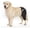 Left Leg-Black, variant on Supet Dog Rear Leg Sleeve for Licking Prevention, Non-Slip Design, TPLO Surgery Recovery, Wound & Skin Protection, Breathable Soft Fabric
