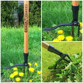 Grampa's Weeder - The Original Stand Up Weed Puller Tool with Long Handle - Made with Real Bamboo & 4-Claw Steel Head Design - Easily Remove Weeds While Saving Your Knees & Back
