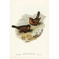 thumbnail image 2 of Gould, John 11x14 Black Modern Framed Museum Art Print Titled - Vinous-tinted Blackbird-Merula vinitincta, 2 of 4