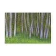 thumbnail image 2 of Gango Home Decor Alder Forest II by Kathy Mahan (Printed on Paper); One 36x24in Fine Art Paper Giclee Print, 2 of 4