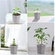 thumbnail image 5 of 40 Paquetes Macetas Transparentes YONGSHENG 3 4 5 6 Pulgadas, 5 of 5