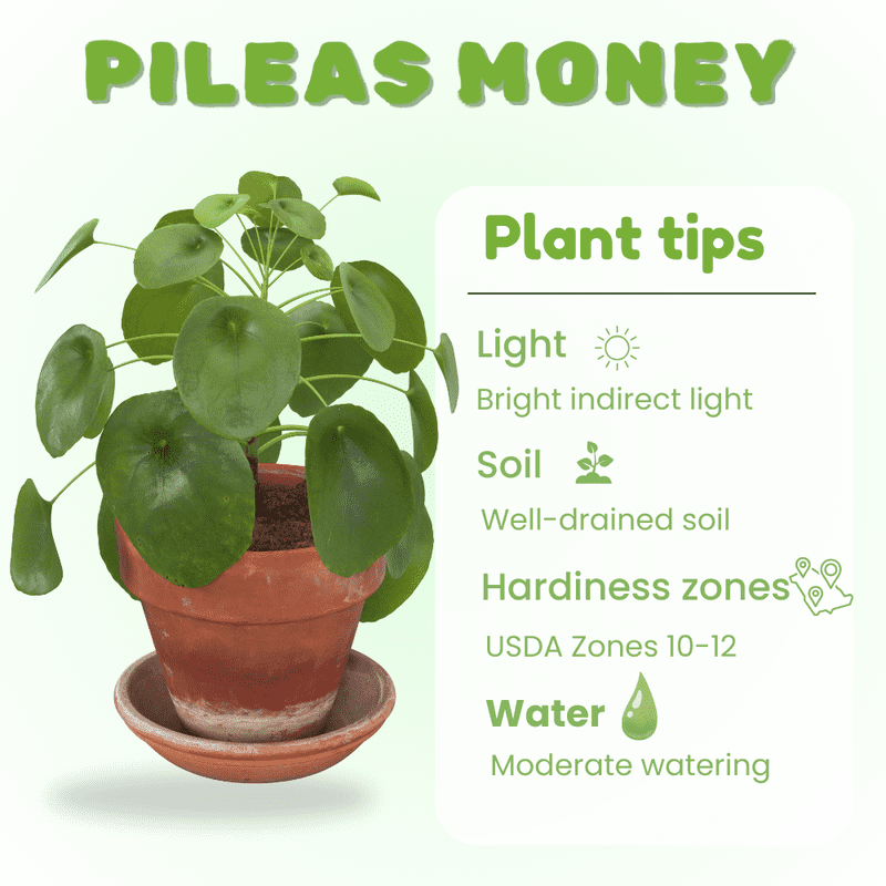 Money Plant, Pilea Peperomioides Live Plant, Peperomia pilea, 2 inch Pot for Indoor Houseplant
