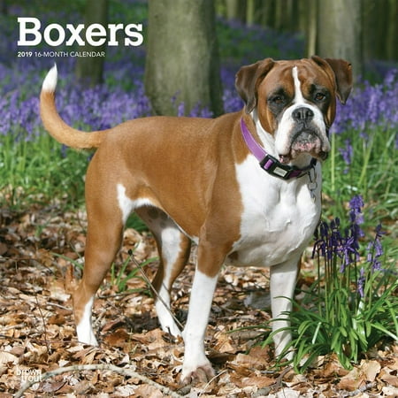 - 2019 Boxers International Wall Calendar, by BrownTrout