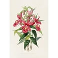 thumbnail image 2 of James Bateman 13x18 Black Ornate Wood Framed Double Matted Museum Art Print Titled - Sobralia Macrantha (1837-1843), 2 of 5