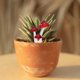 thumbnail image 5 of 6 piezas de hongos artificiales de espuma, mini hongos, estacas, adornos de hongos realistas para terrarios, jardín de hadas, decoración del hogar, color rojo, 5 of 8