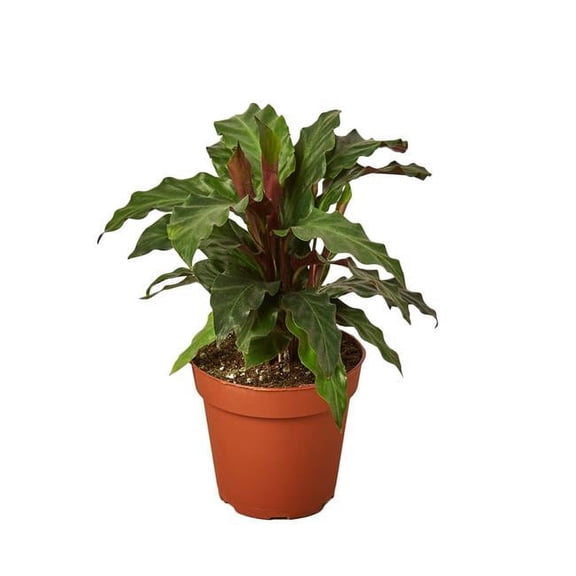 House Plant 4-CALATHEA-FURRY.FEATHER Furry Feather Calathea Rufibarba Plant in 4 in. Pot