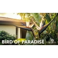 thumbnail image 2 of Orange Bird of Paradise  Strelitzia Reginae  40 Live Plants  Tropical Perennial Blooming Specimen, 2 of 9