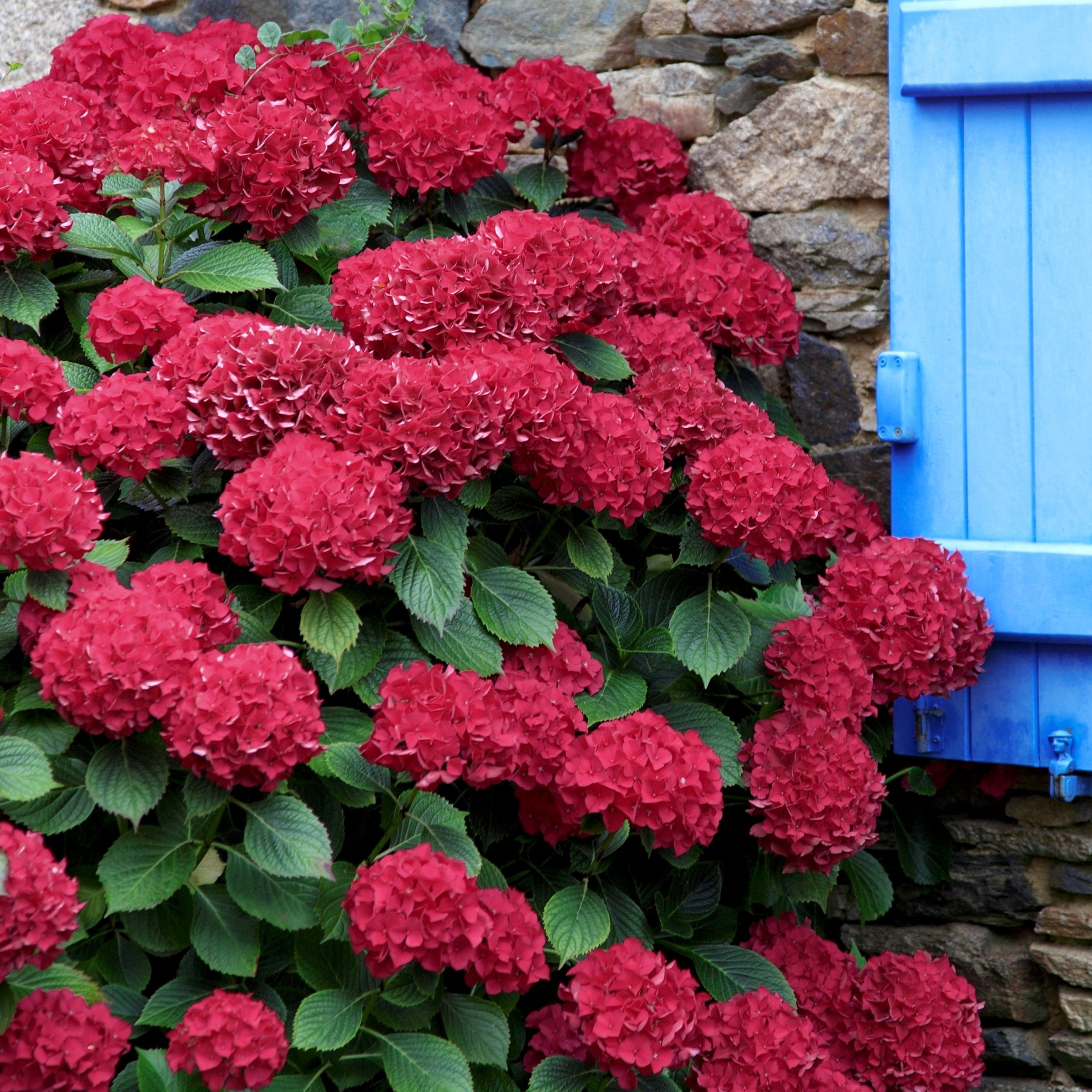 National Plant Network 1 gal Hydrangea 'Red Beauty' Live Perennial Shrub with Part Shade