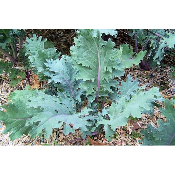 Kale Red Russian Great Heirloom Vegetable By Seed Kingdom BULK1 Lb Seeds