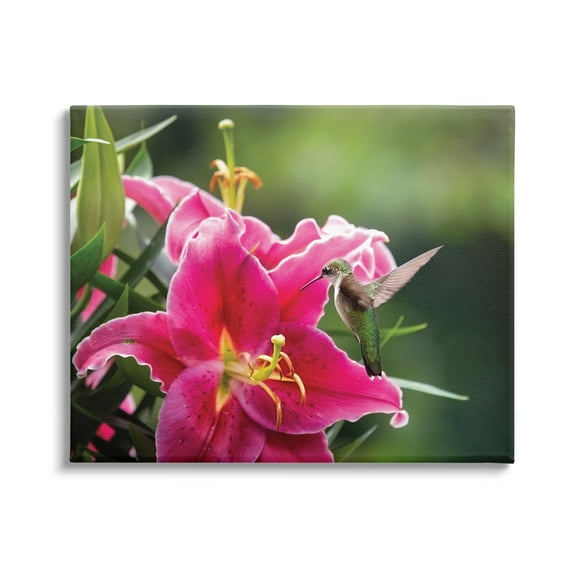 Stupell Industries Hummingbird with Hibiscus Animals & Insects Photography Gallery Wrapped Canvas Print Wall Art, 20 x 16