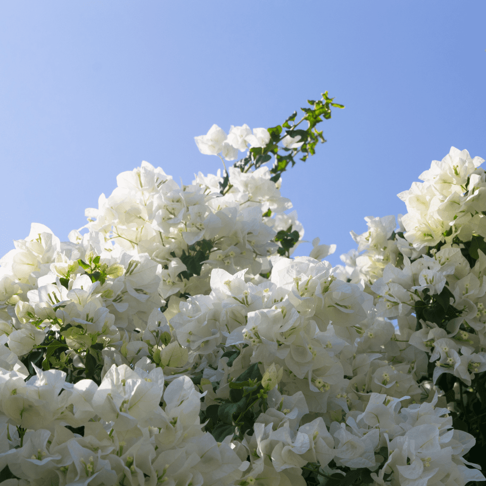 White Bougainvillea Live Plant, Bougainvillea Flower Vine 6-8 Inches, Bougainvilleas for Outdoor Garden
