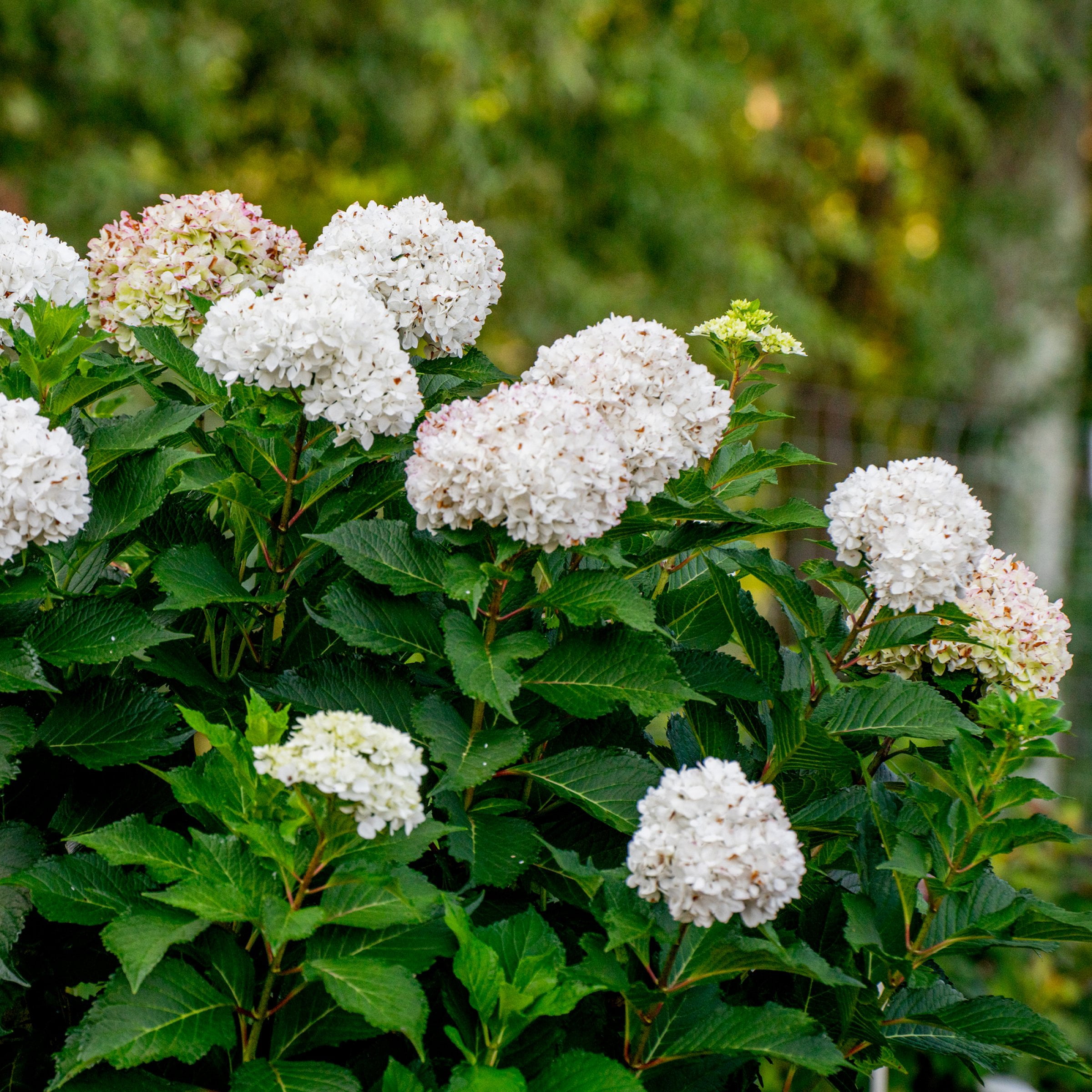 National Plant Network 3 gal. Hydrangea Endless Summer Dreamcloud